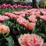 Keukenhof