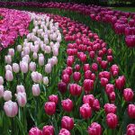 Keukenhof