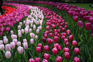 Keukenhof