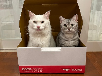 วันกอดแมวโลกกับเหตุผลทำไมแมวชอบเล่นกล่องไปรษณีย์ “พื้นที่ปลอดภัย และเซฟโซนสุดเลิฟของทูนหัว”